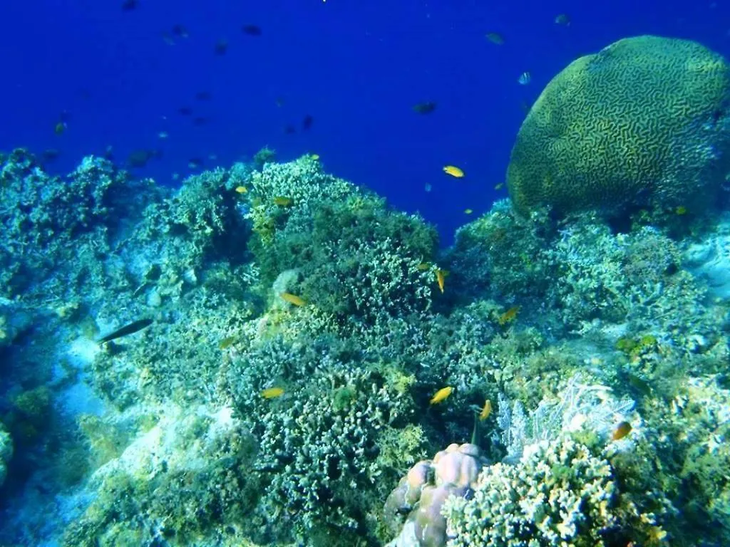 Panglao Kalikasan Dive Resort