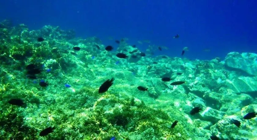 Panglao Kalikasan Dive Resort