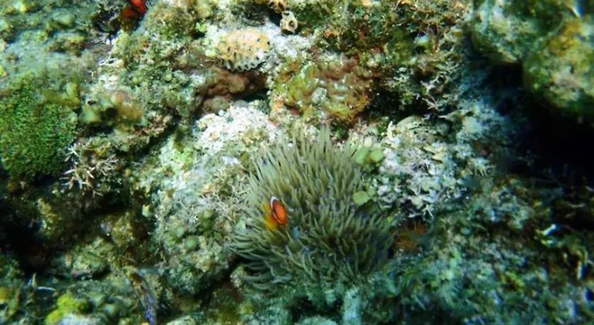 Panglao Kalikasan Dive Resort